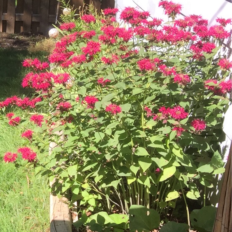 Plant image Monarda Didyma 'Purple Rooster'