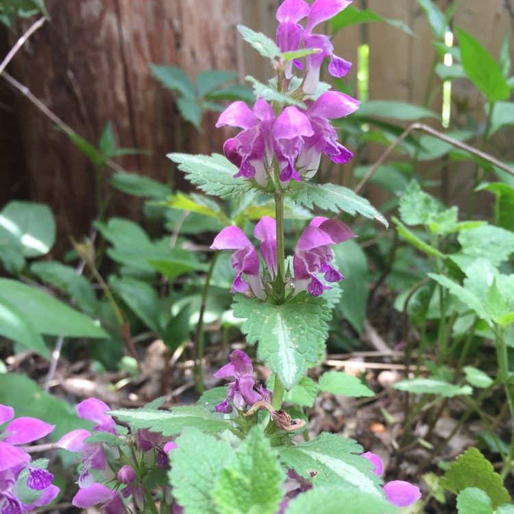 Plant image Lamium maculatum 'Golden Anniversary'