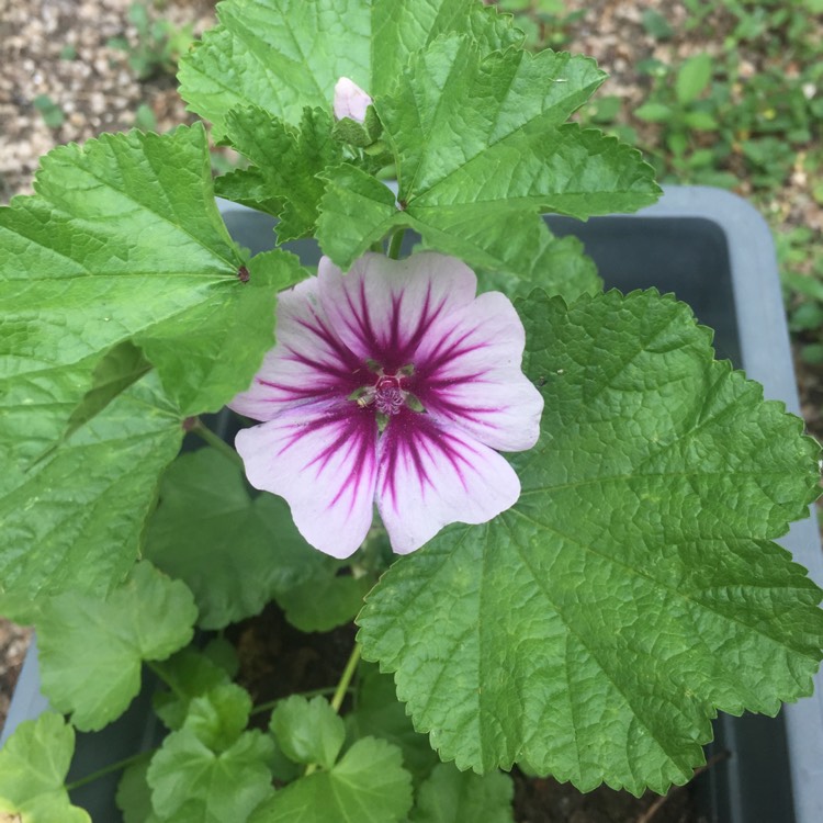 Plant image Malva Sylvestris 'Mystic Merlin'