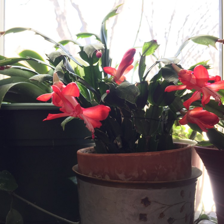 Plant image Schlumbergera truncata Rio Brazil