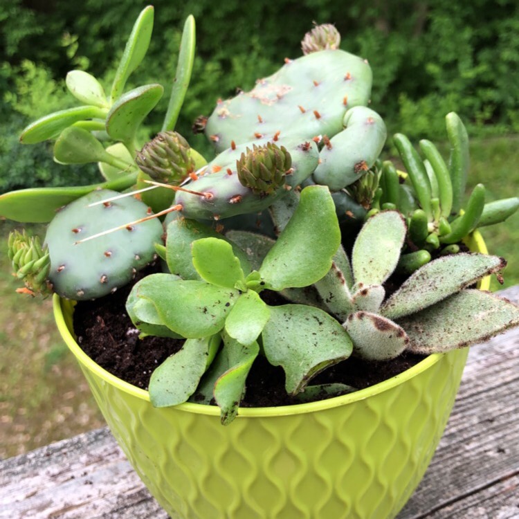 Plant image Opuntia sulphurea