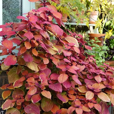 Solenostemon scutellarioides 'Uf12823' syn. Solenostemon scutellarioides 'Campfire'