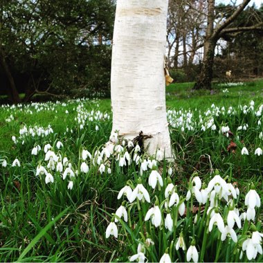 Galanthus nivalis