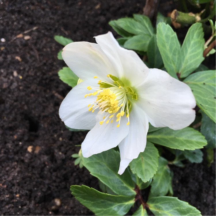 Plant image Helleborus 'White Beauty'