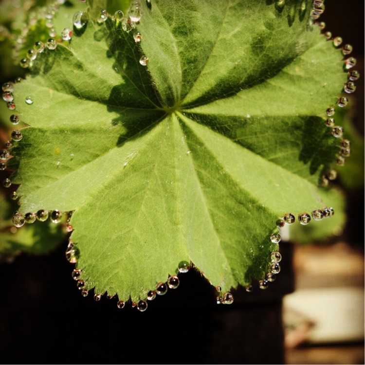 Plant image Alchemilla