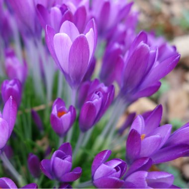 Crocus