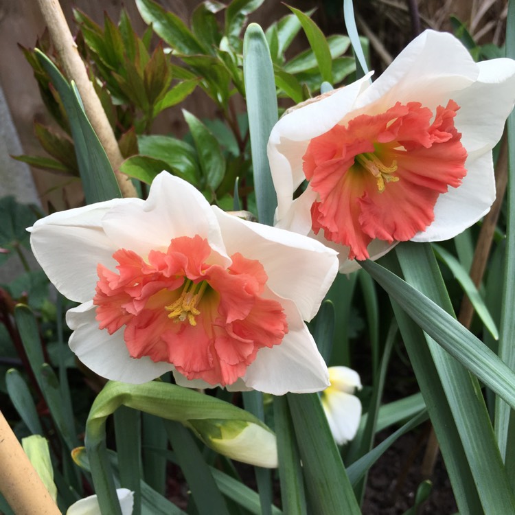 Plant image Narcissus 'Precocious'