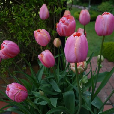 Tulipa