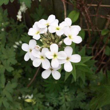 Hesperis matronalis susp. matronalis