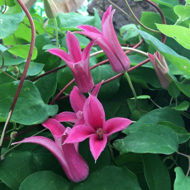 Clematis 'Princess Diana'