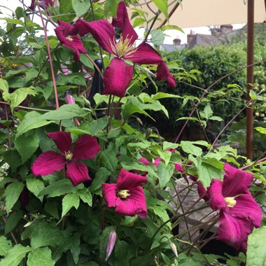 Clematis viticella 'Madame Julia Correvon'