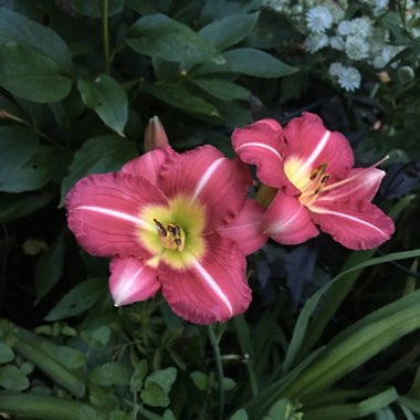 Hemerocallis 'Bela Lugosi'