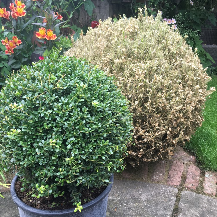 Plant image Ilex crenata 'Kinme'