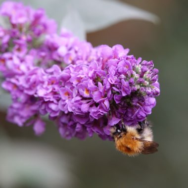 Buddleja 'Blue Chip' (Lo and Behold Series)