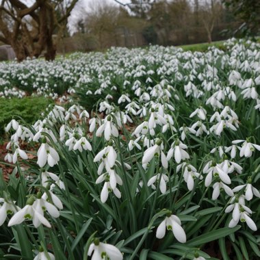 Galanthus nivalis