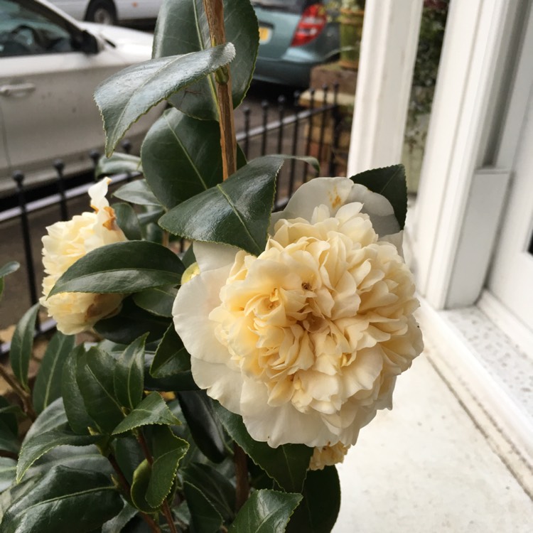 Plant image Camellia japonica 'Brushfield's Yellow'