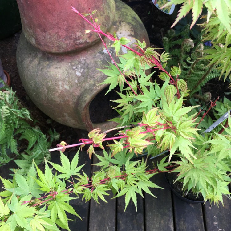 Plant image Acer palmatum 'Sango-Kaku'