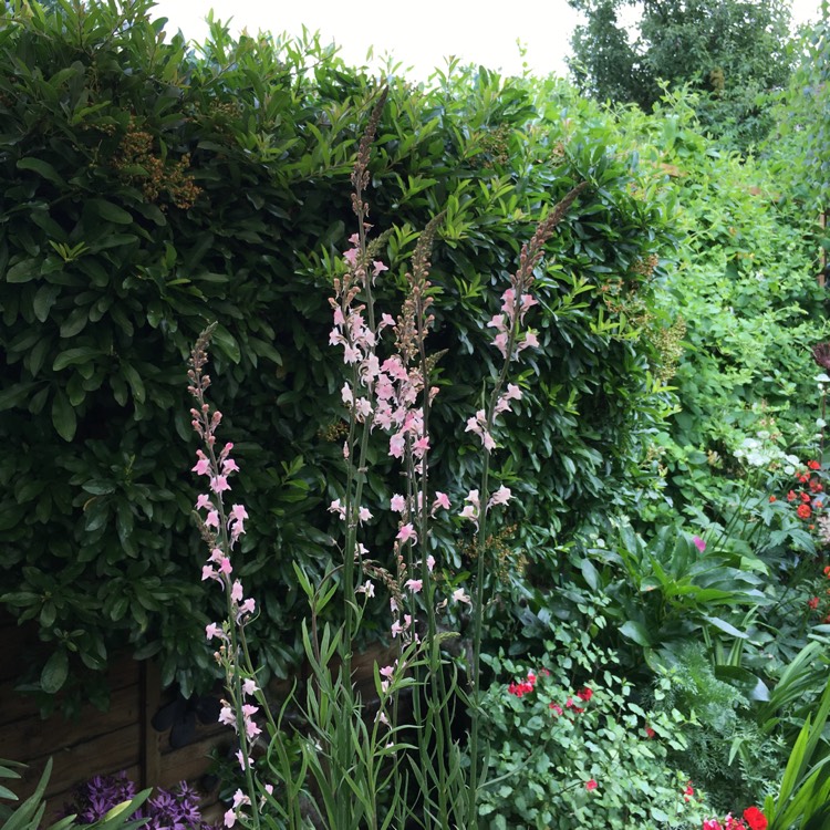 Plant image Linaria purpurea 'Canon Went'