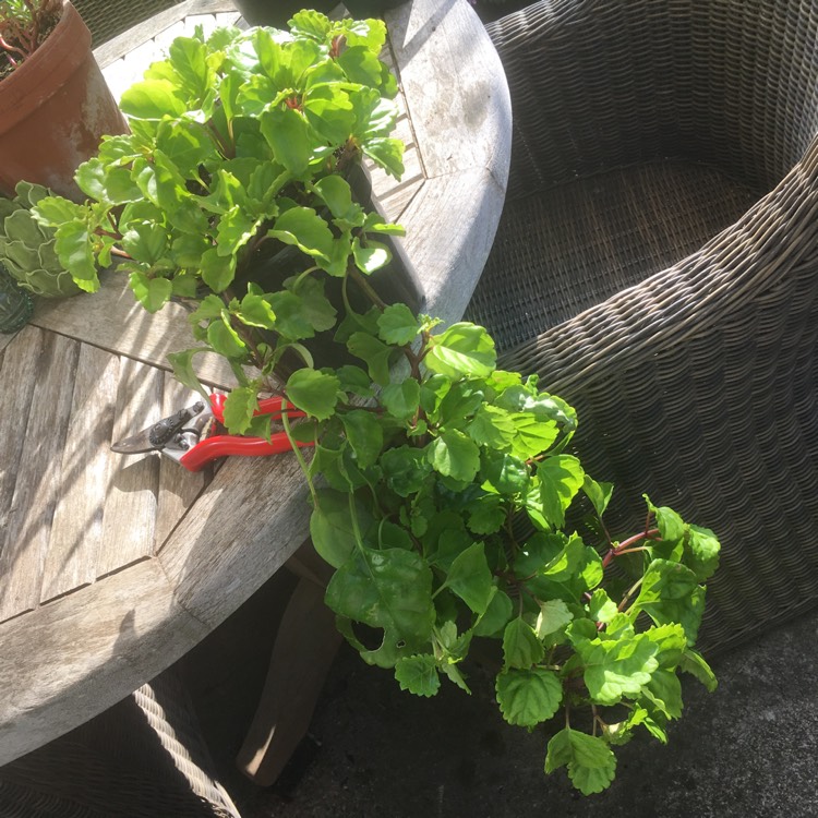 Plant image Plectranthus verticillatus