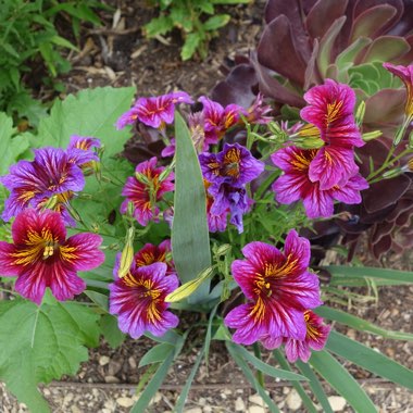 Salpiglossis sinuata 'Royale Mixed' (Mix)