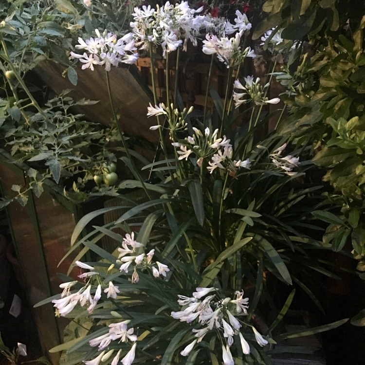 Plant image Agapanthus 'Silver Baby'