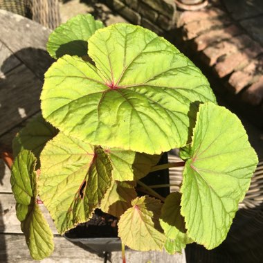 Begonia grandis subsp. evansiana