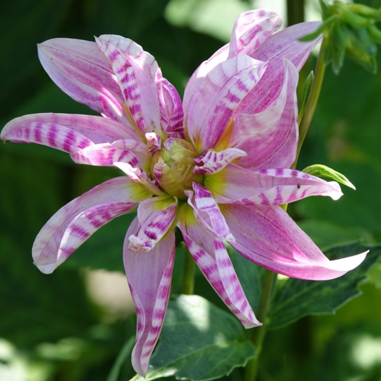 Plant image Dahlia 'Pink Giraffe'