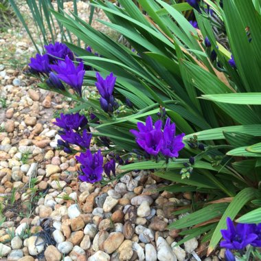 Purple Ground Orchid