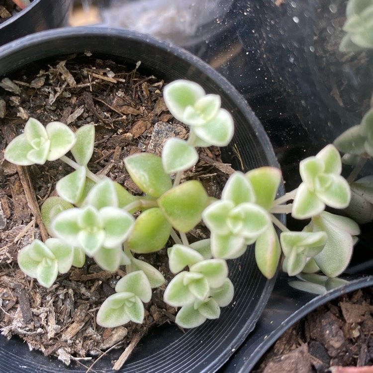 Plant image Crassula Pellucida Subsp. Marginalis 'Minima Albovariegata' 