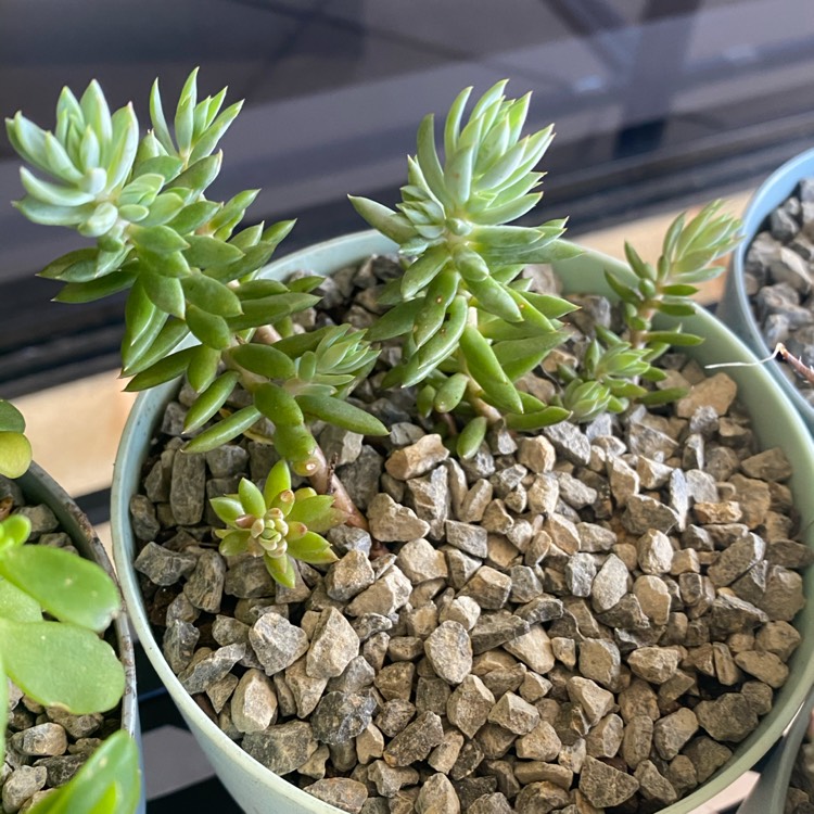 Plant image Sedum Reflexum 