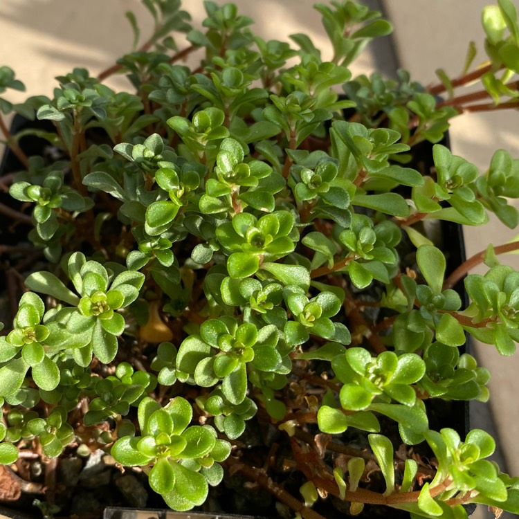 Plant image Sedum makinoi 'Green Blob'