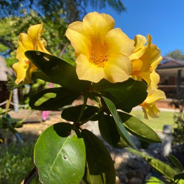 Rhododendron vireya