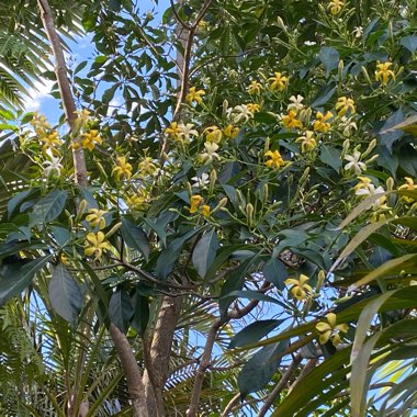 Hymenosporum flavum