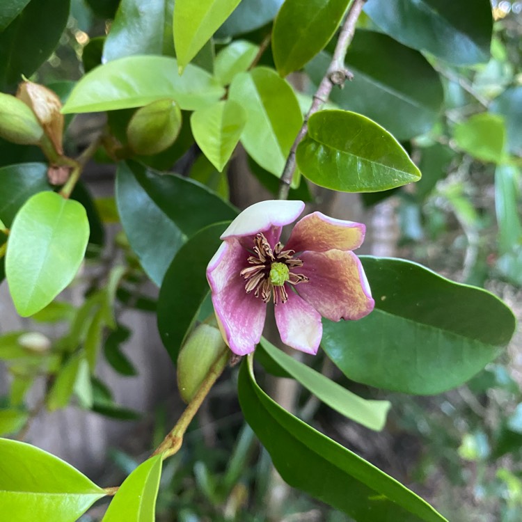 Plant image Michelia figo syn. Magnolia figo