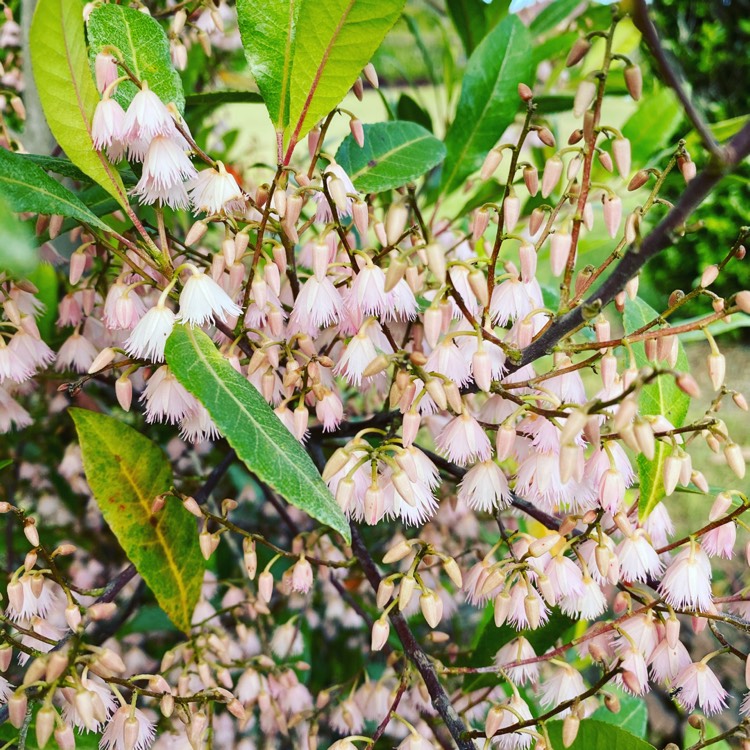 Plant image Elaeocarpus Reticulatus