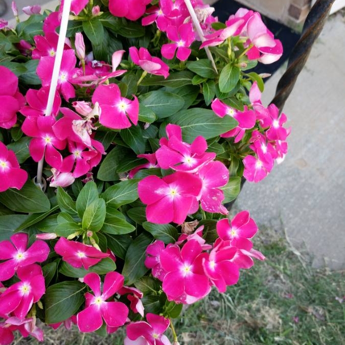 Plant image Vinca Minor 'Atropurpurea'