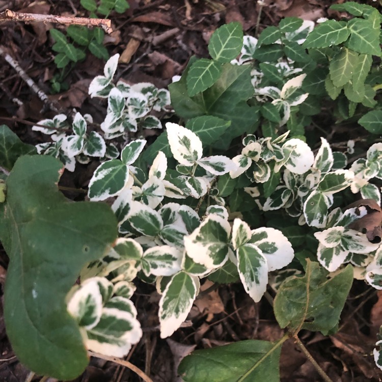 Plant image Euonymus Fortunei 'Emerald Gaiety'