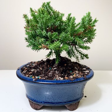 Juniperus chinensis (Bonsai)