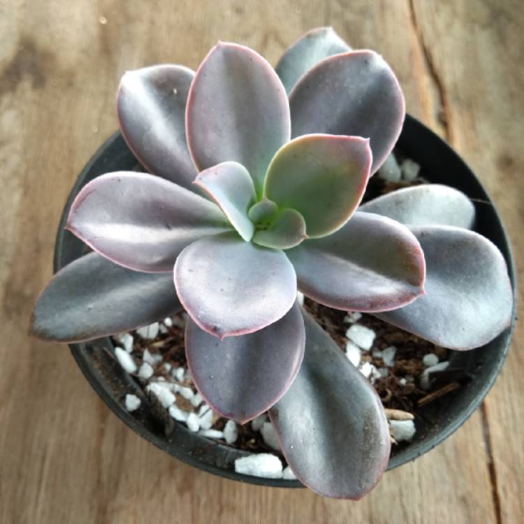 Plant image Echeveria Bifida