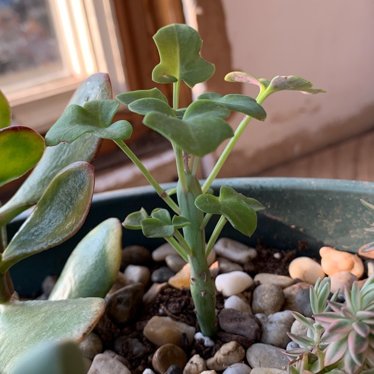 Plant image Senecio Articulatus Variegatus