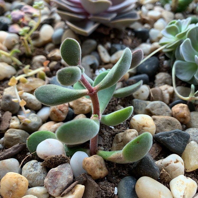 Plant image Crassula congesta