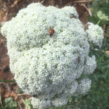 Daucus carota subsp. sativus