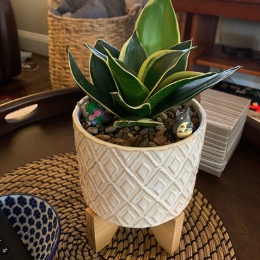 Snake Plant 'Black Gold' 