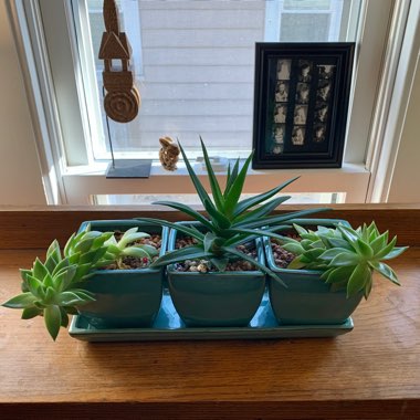 Haworthia 'Black Gem'