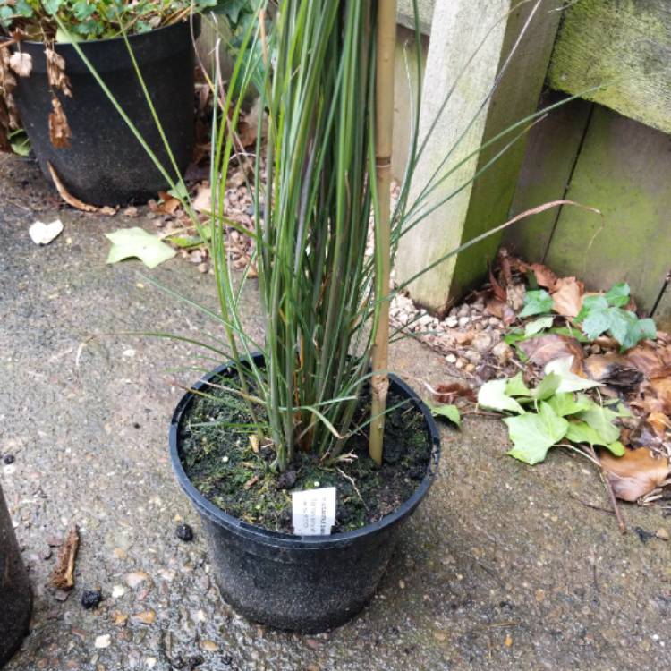 Plant image Miscanthus sinensis 'Gracillimus'