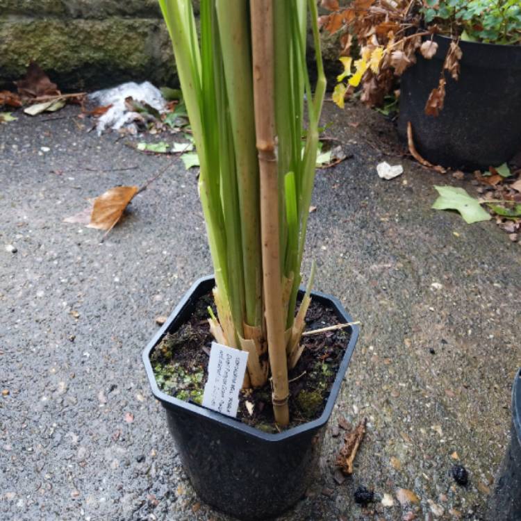 Plant image Cortaderia selloana 'Pumila'