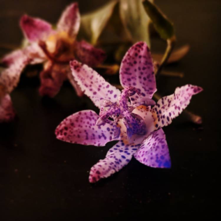 Plant image Tricyrtis formosana 'Pink Freckles'