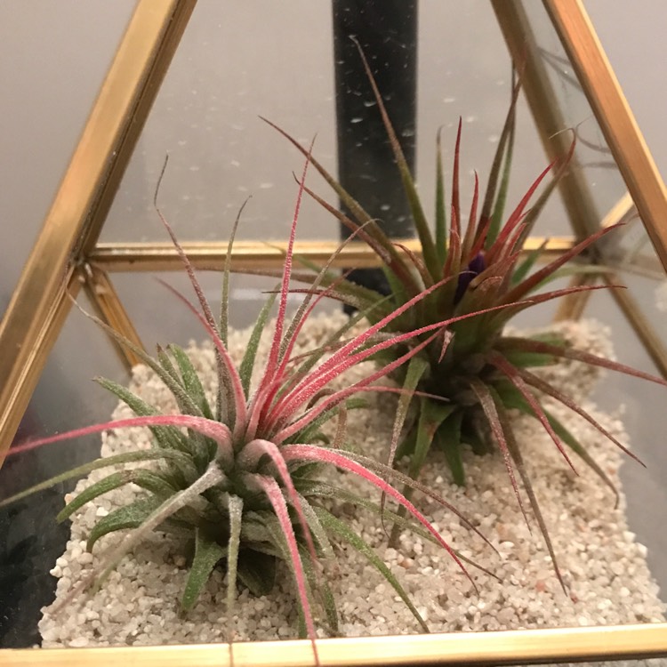 Plant image Tillandsia ionantha 'Red'