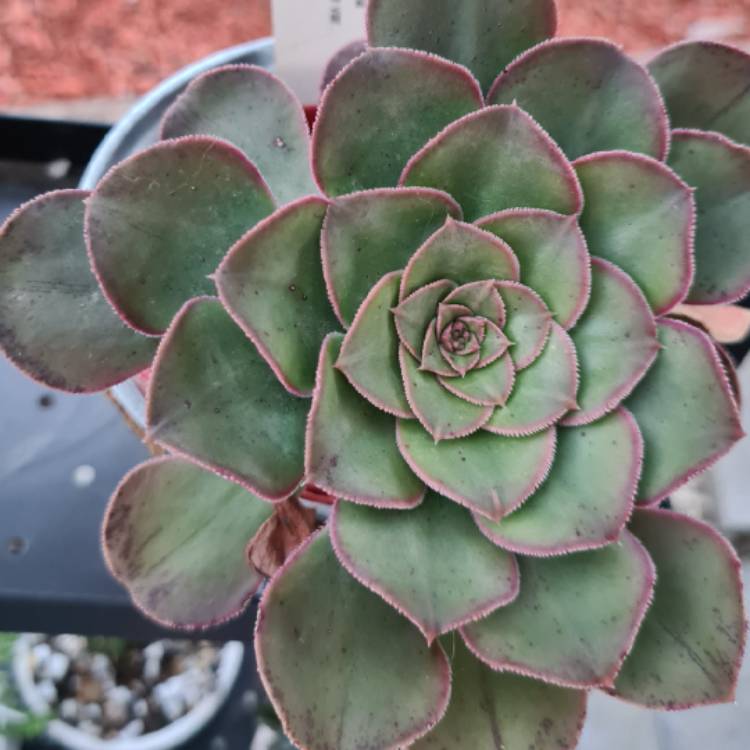 Plant image Aeonium Canariense var. Subplanum