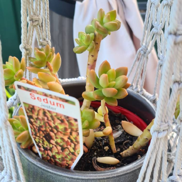 Plant image Sedum Jester